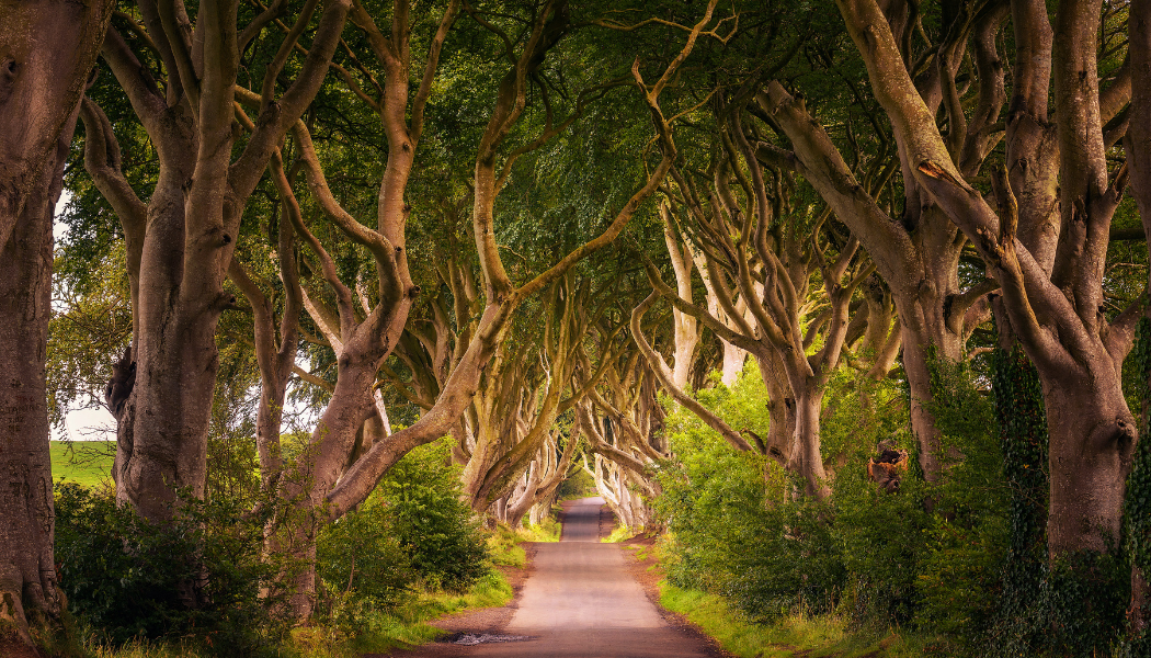 Explore The North Coast, Culture and Giant's Causeway